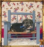 mixed breed puppy posted by little paws kennel